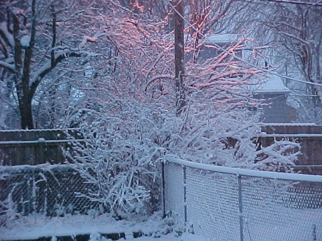 Backyard Snow